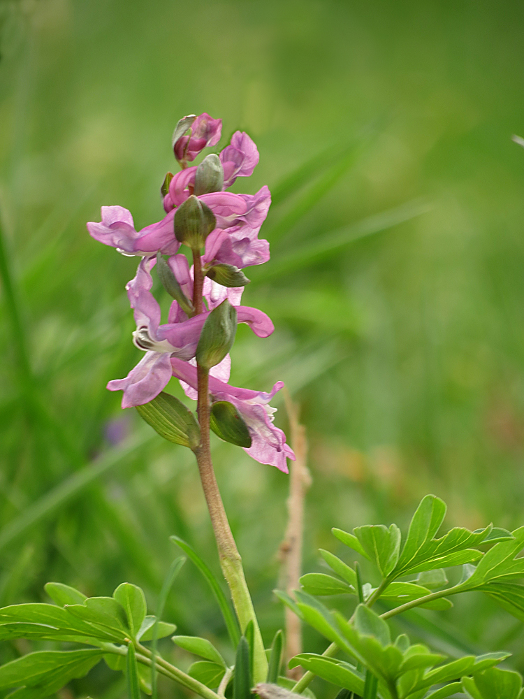 Hohler Lerchensporn