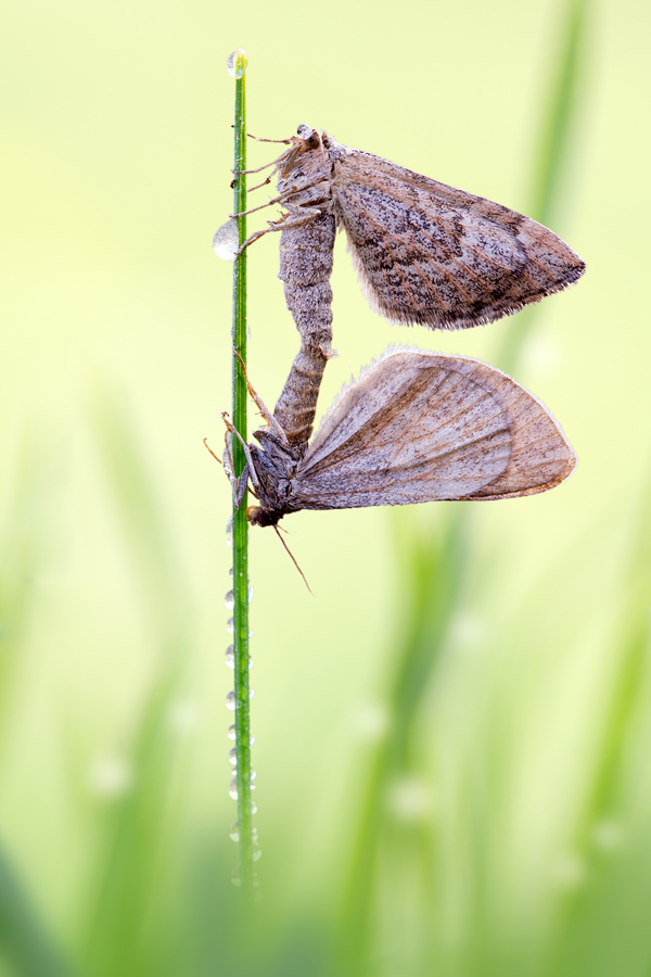 wie ein Windfähnchen