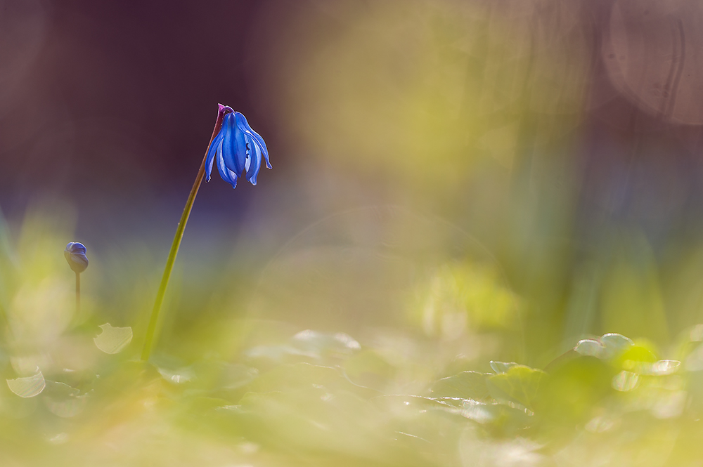 Blausternchen die zweite