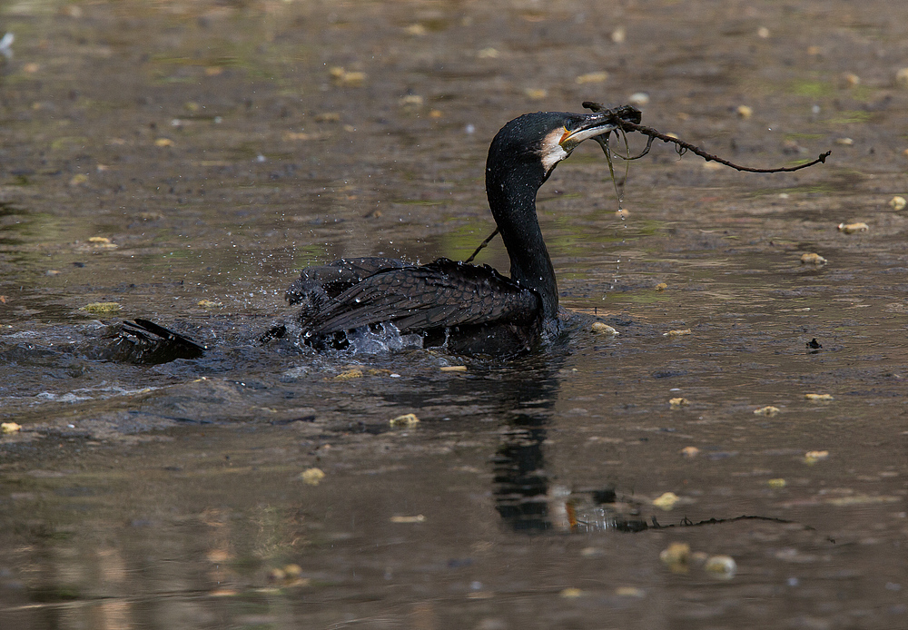 vom kormoran...