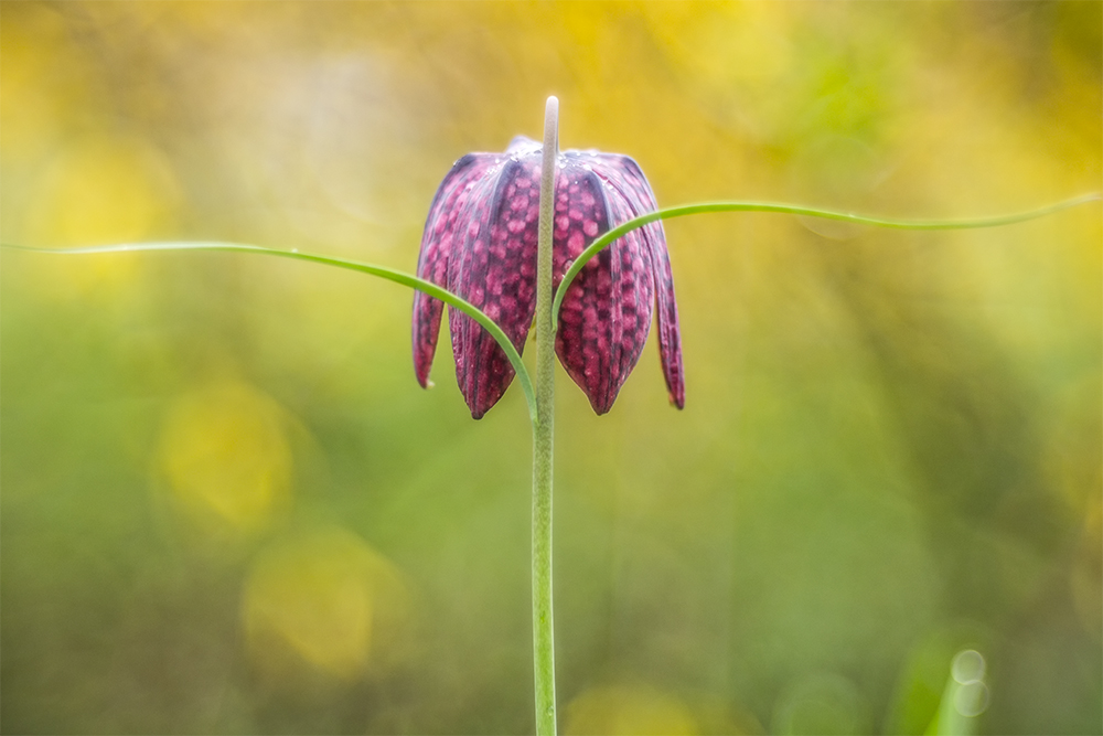 Schachblume