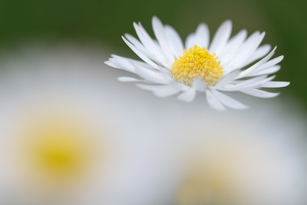 Gänseblümchen