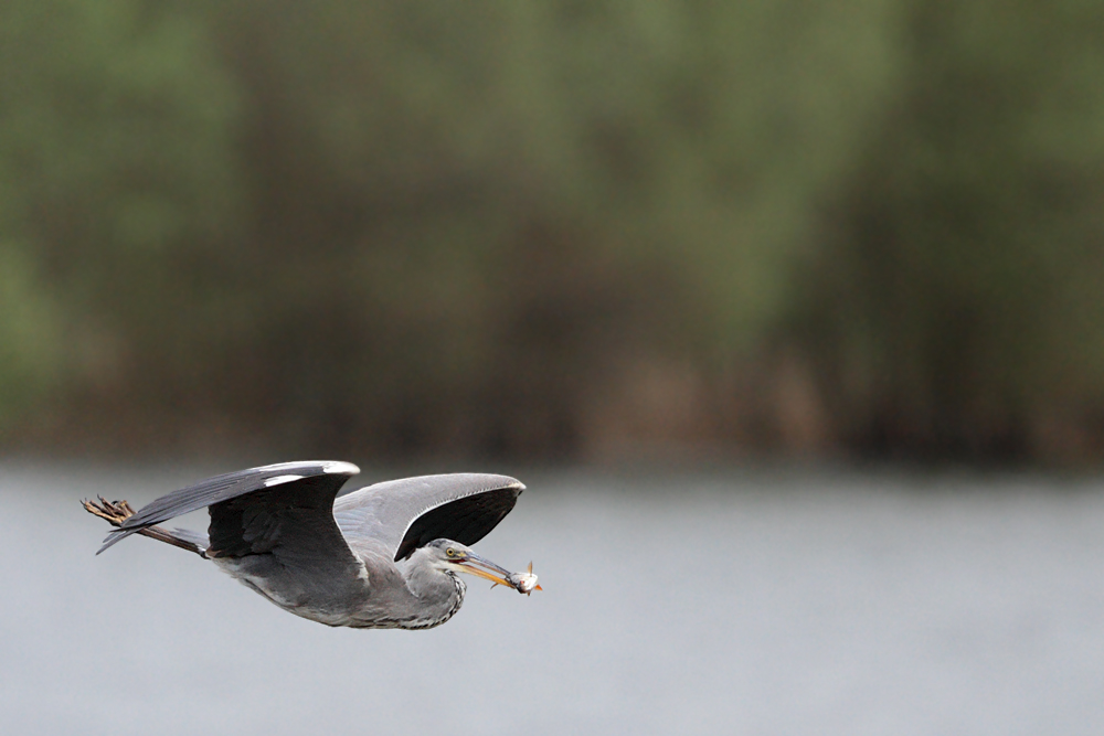 Graureiher im Flug