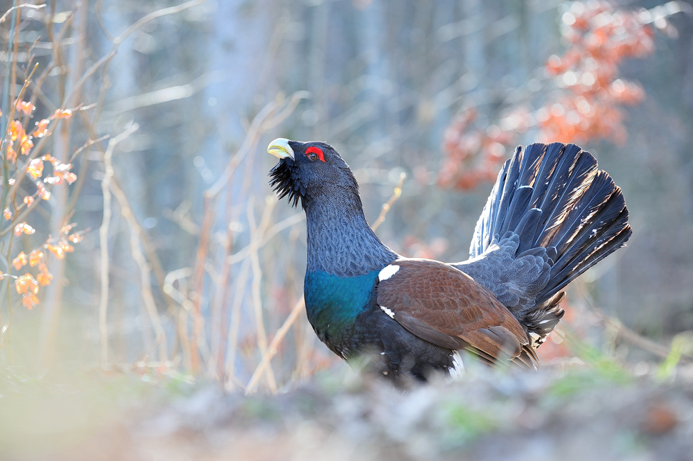 Balz im Bergwald