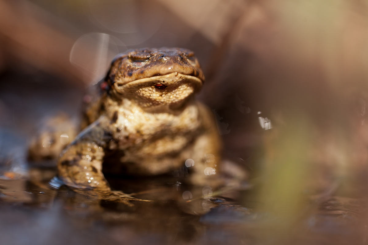 Bufo bufo caverna schlauberii