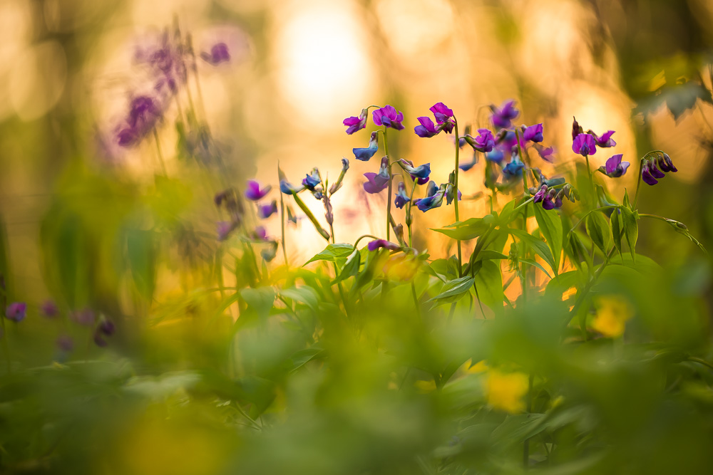 Lathyrus vernus II