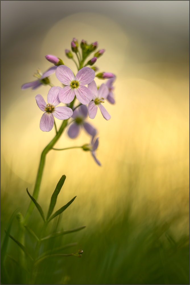 wiesenschaumkraut am abend