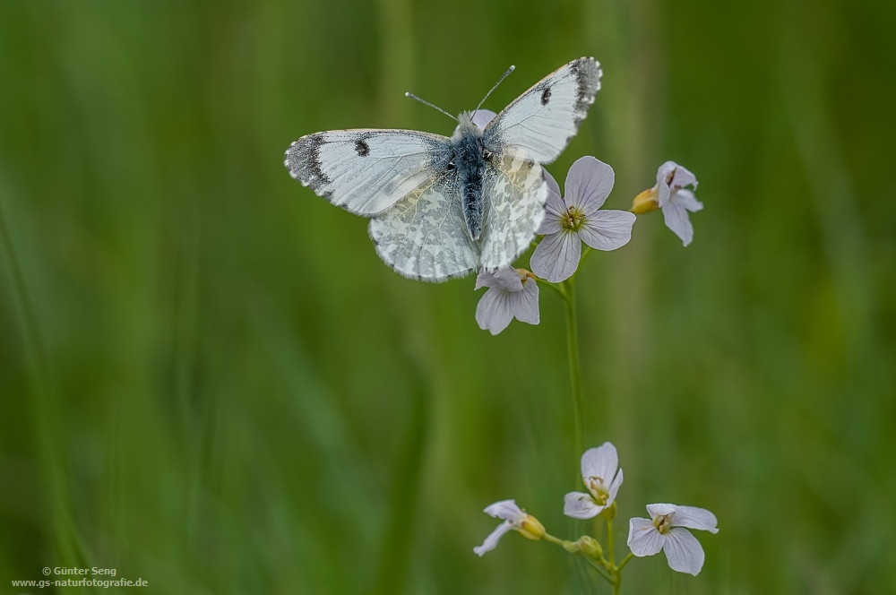 Anthocharis cardamines...