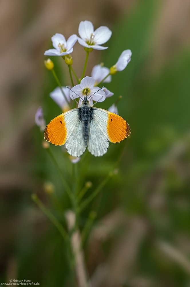 Anthocharis cardamines...