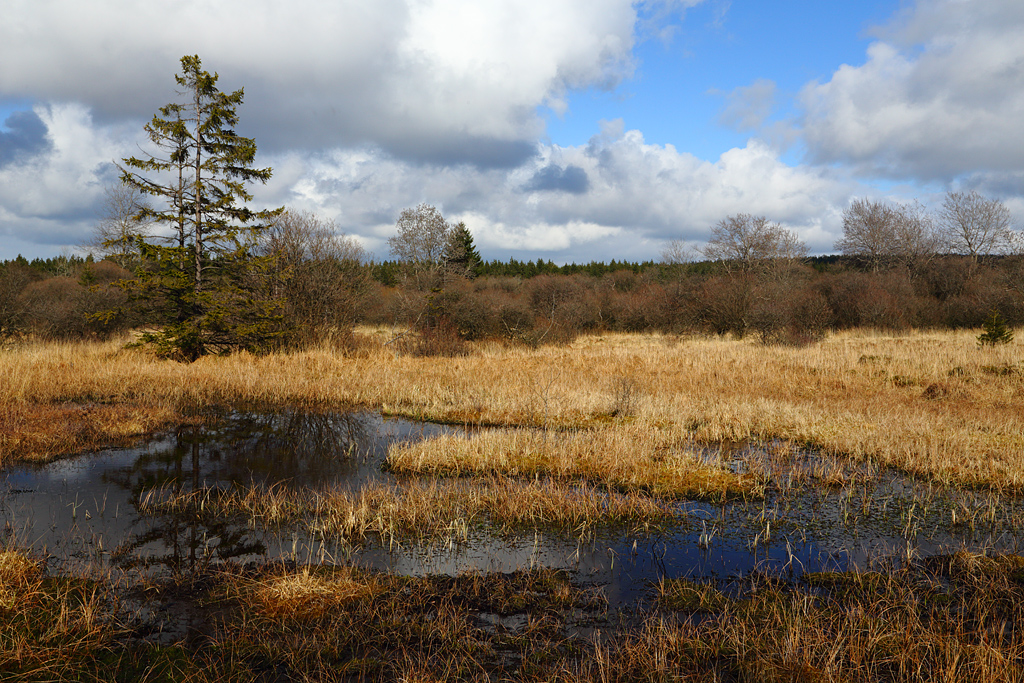 Staunässe im Hochmoor