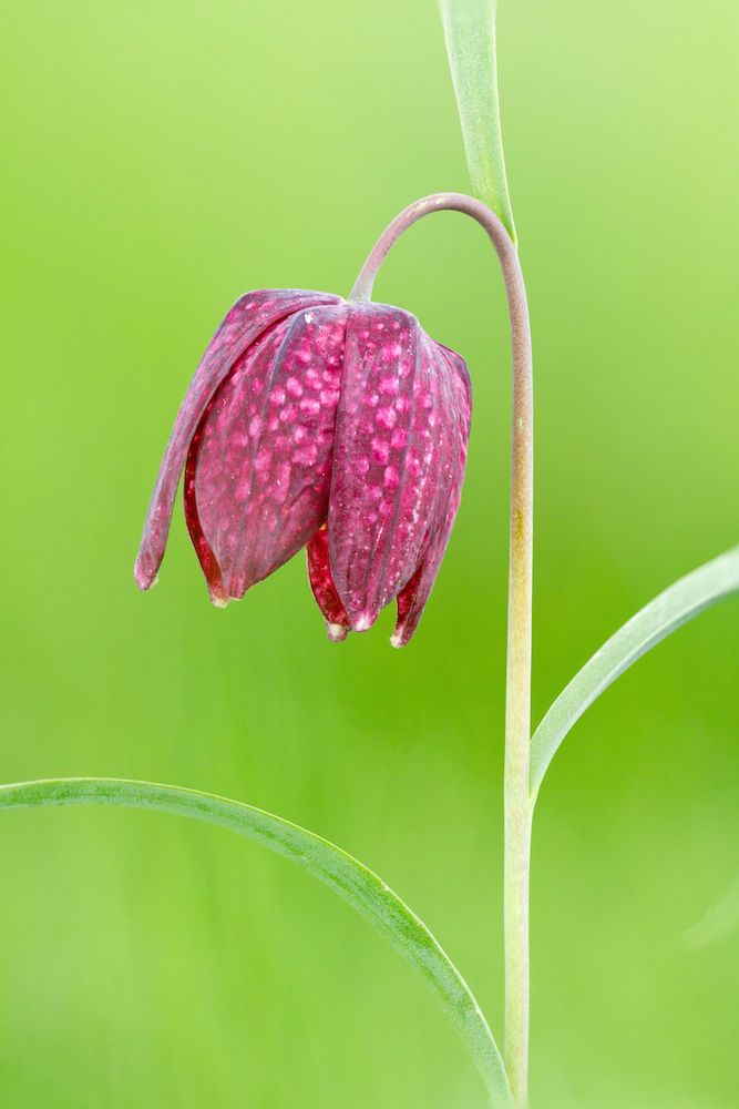 Gewöhnliche Schachblume (Fritillaria meleagris)