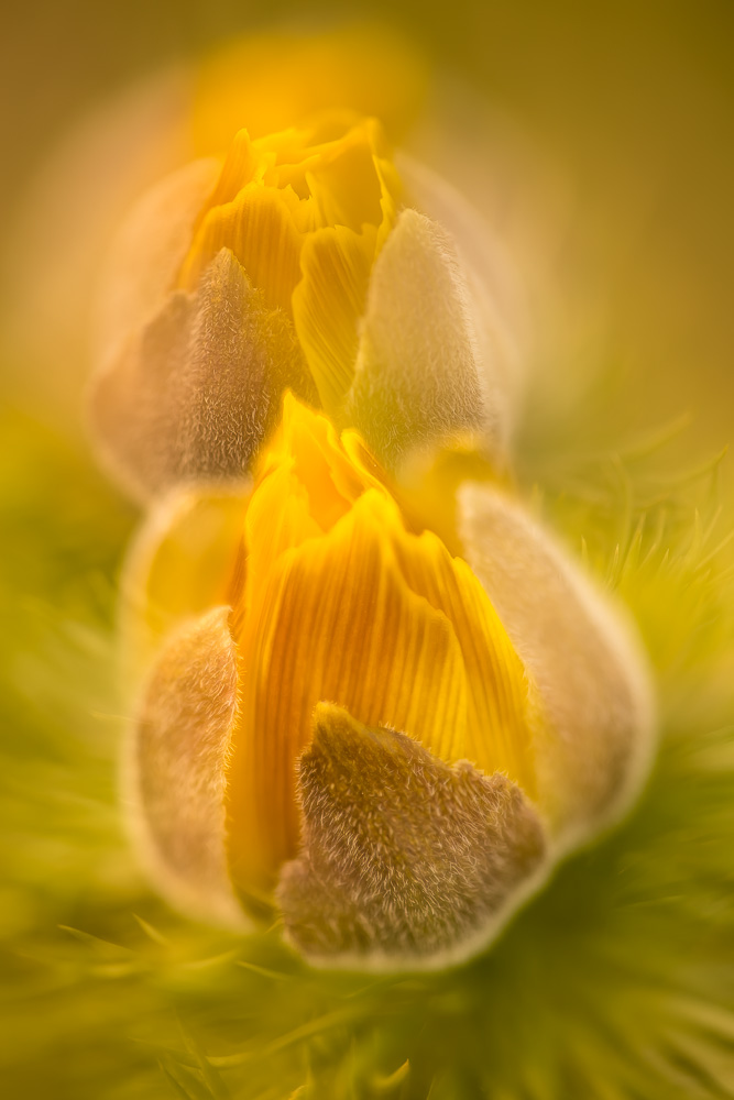 Adonis vernalis