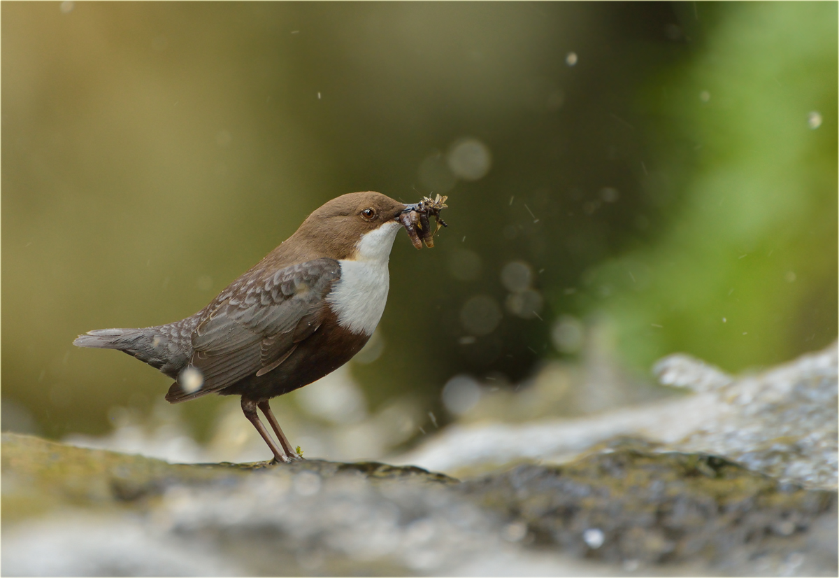 Wasseramsel an der Endert