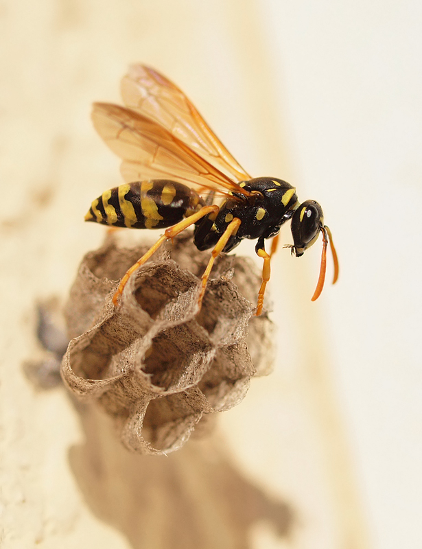 Feldwespe baut Nest