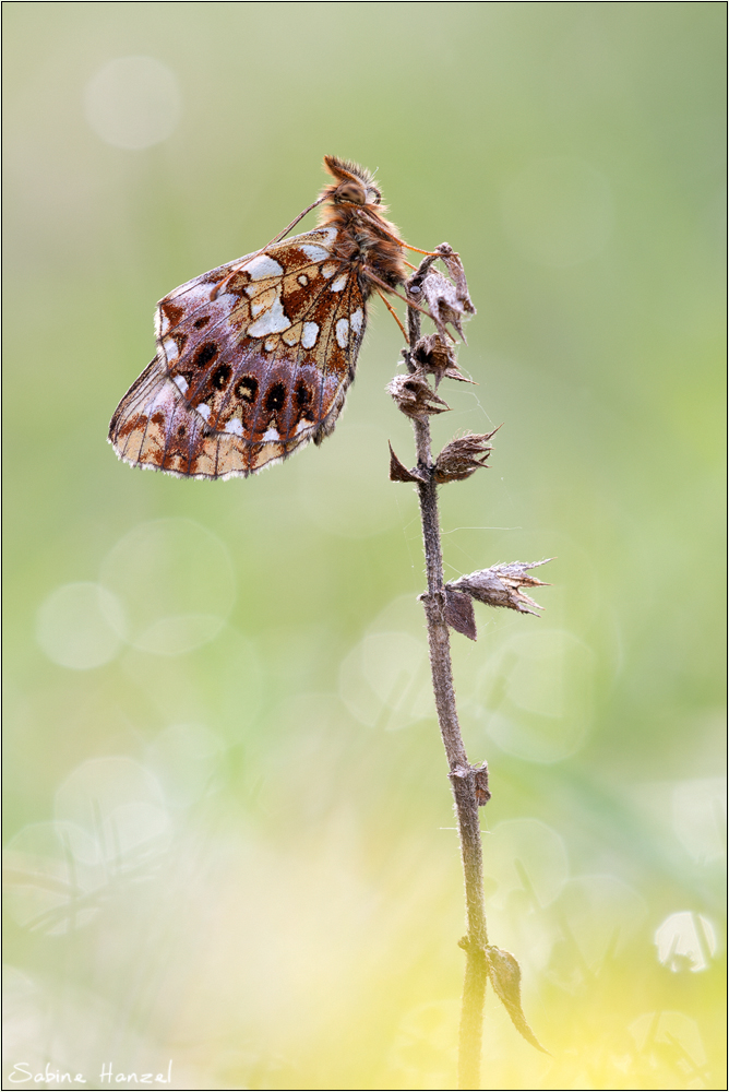 ~ boloria dia ~