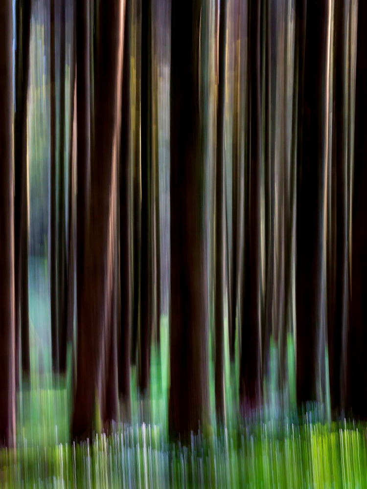 Schwarzwald...