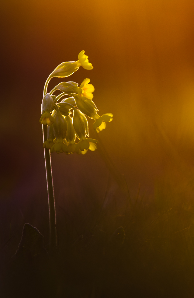 Schlüsselblume im Abendlicht