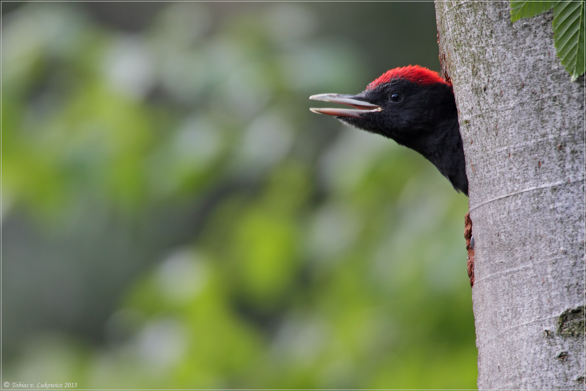 "Papi?!?" (Forum für Naturfotografen)