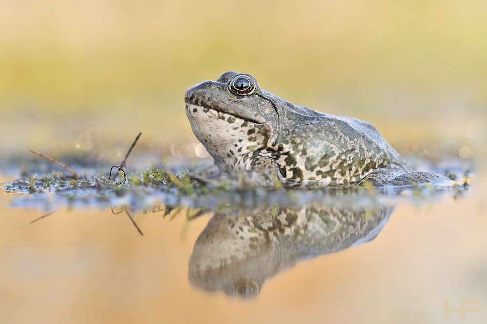 Big Frog