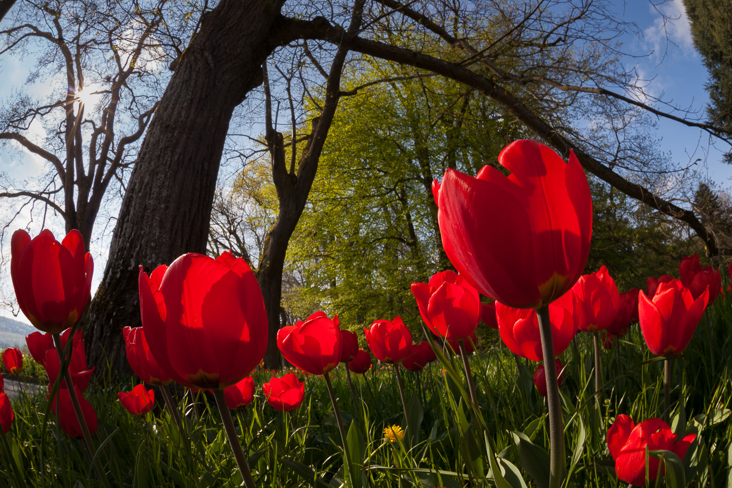 Tulpen