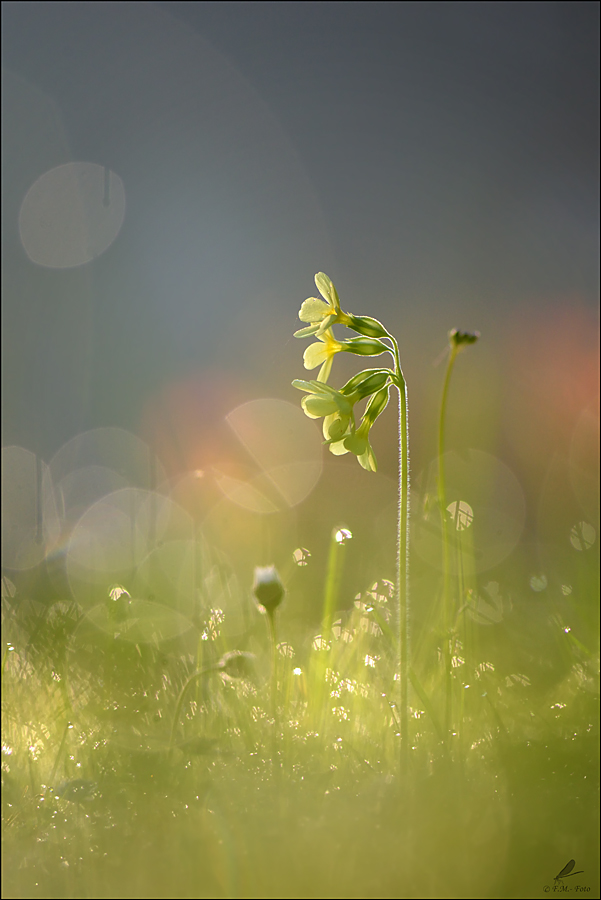 " Primula elatior"