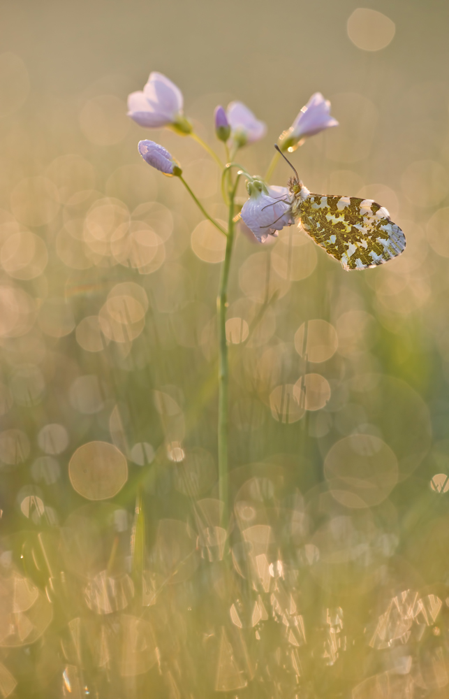 Der Star im Wiesenblitzlichtgewitter ...