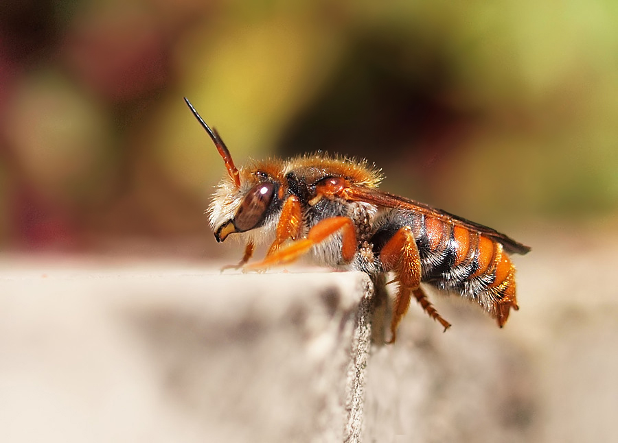 Anthidium siculum