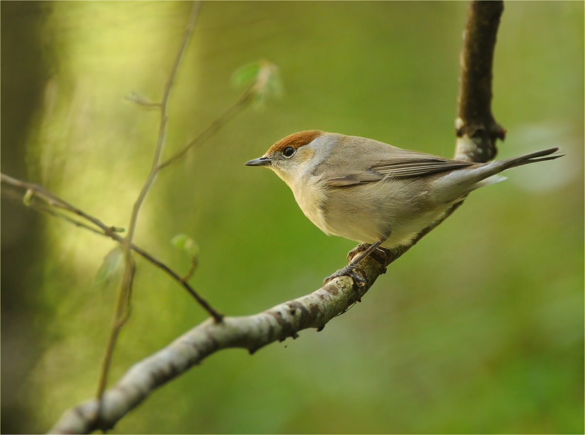 Mönchsgrasmücke (Sylvia atricapilla)