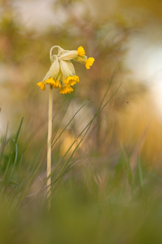 Primula veris