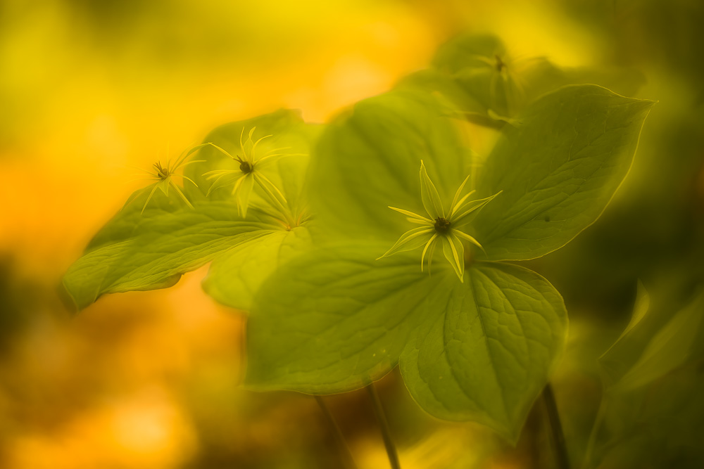 Paris quadrifolia