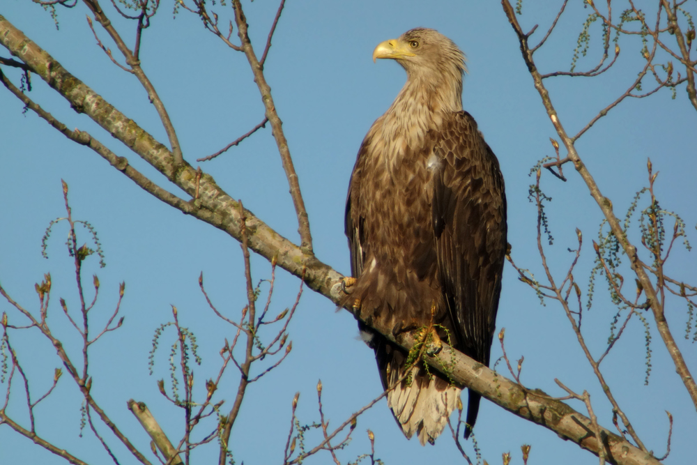 Seeadler (Digiskopie)