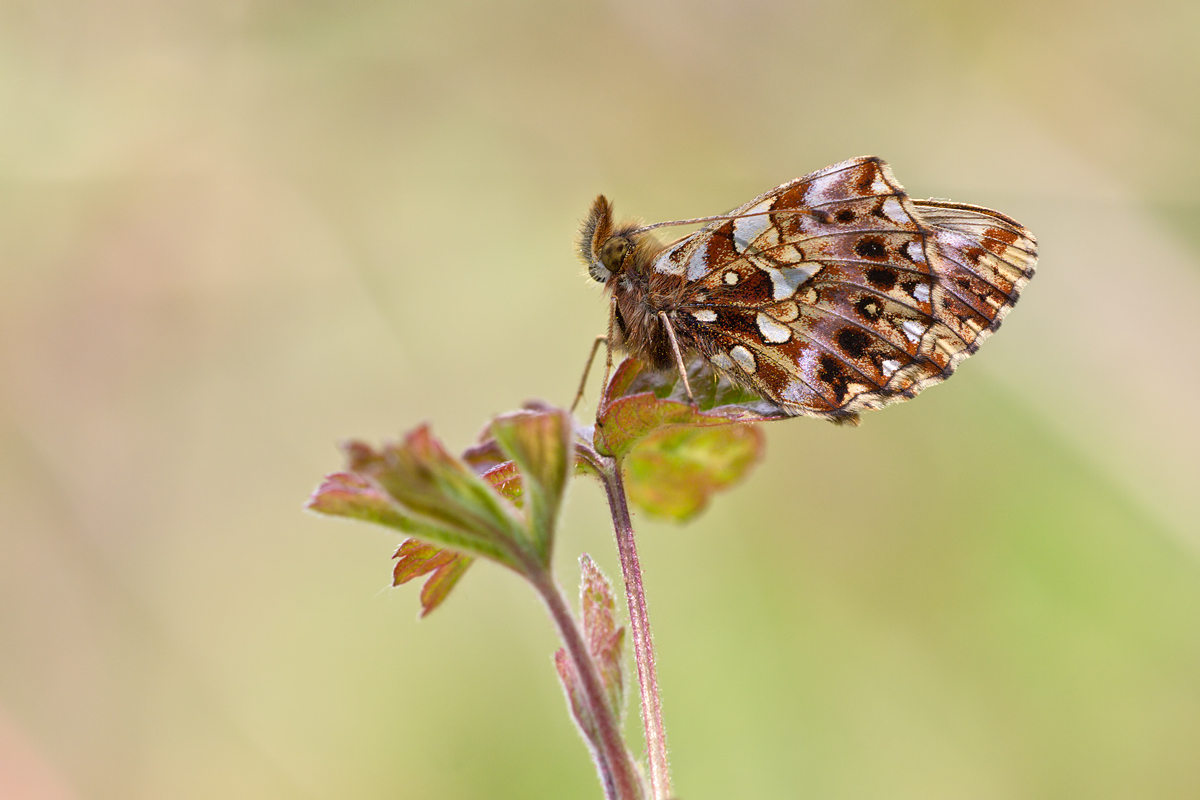 Boloria dia