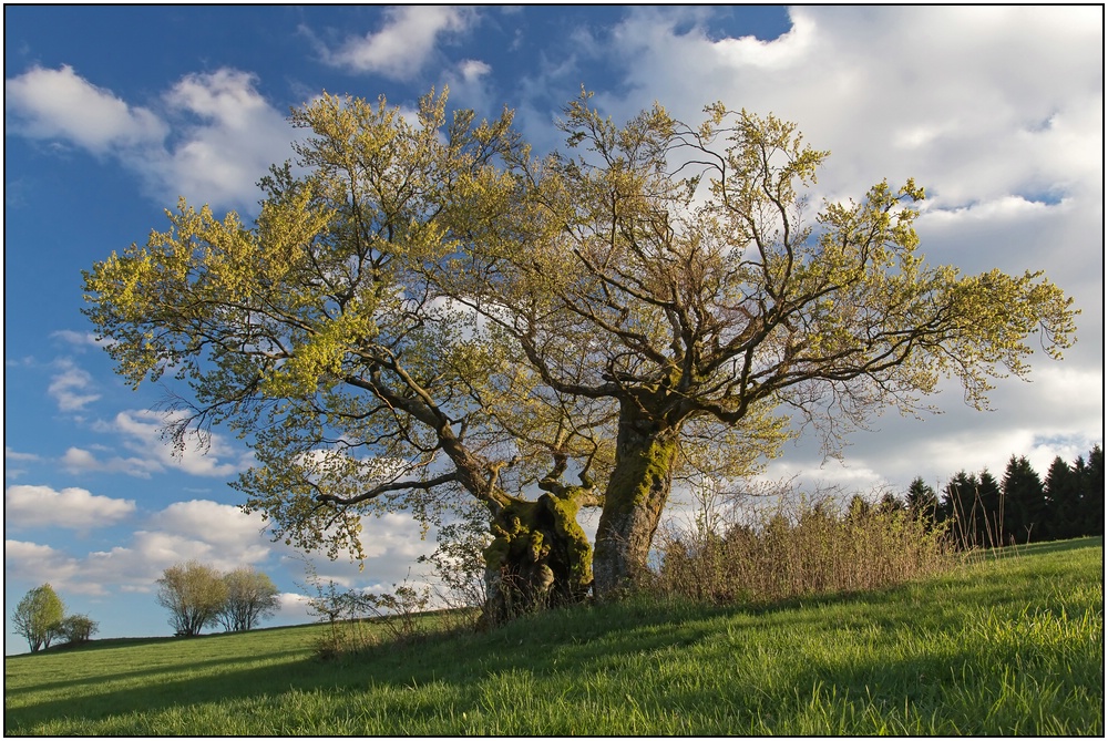 Alte Buchen
