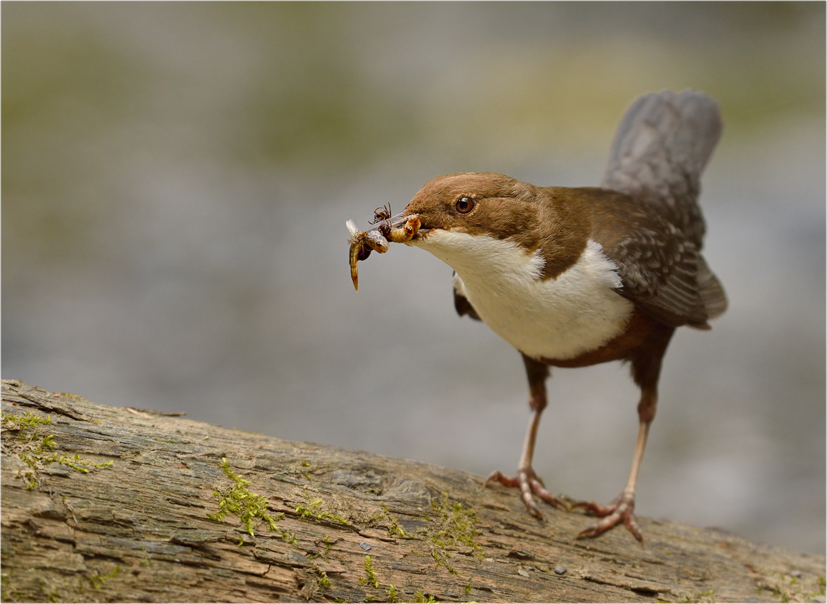 Wasseramsel (Cinclus cinclus)