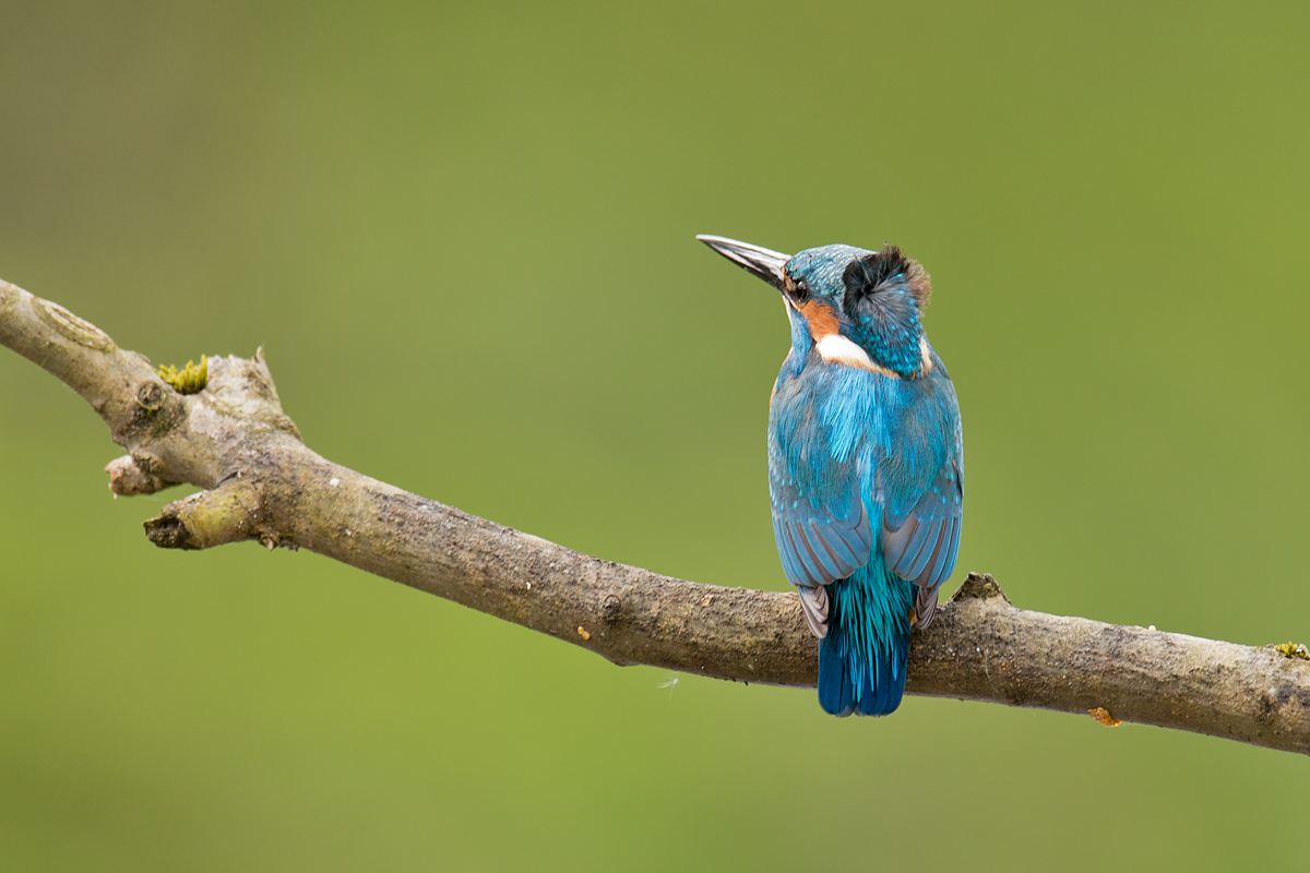 Eisvogel