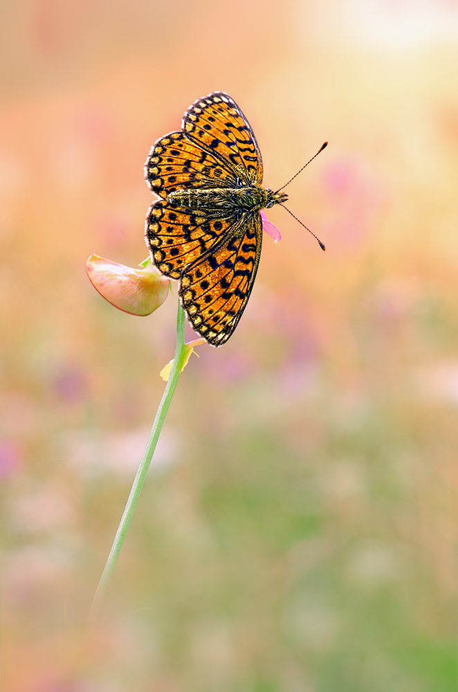 Boloria selene