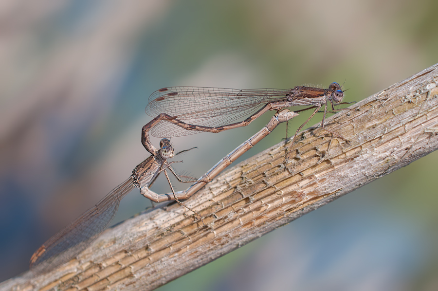 Misalliance Common Winter Damselfly - male and Siberian Winter Damselfly - female