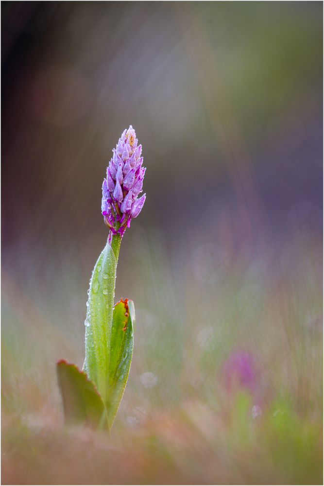 ~Orchis militaris~