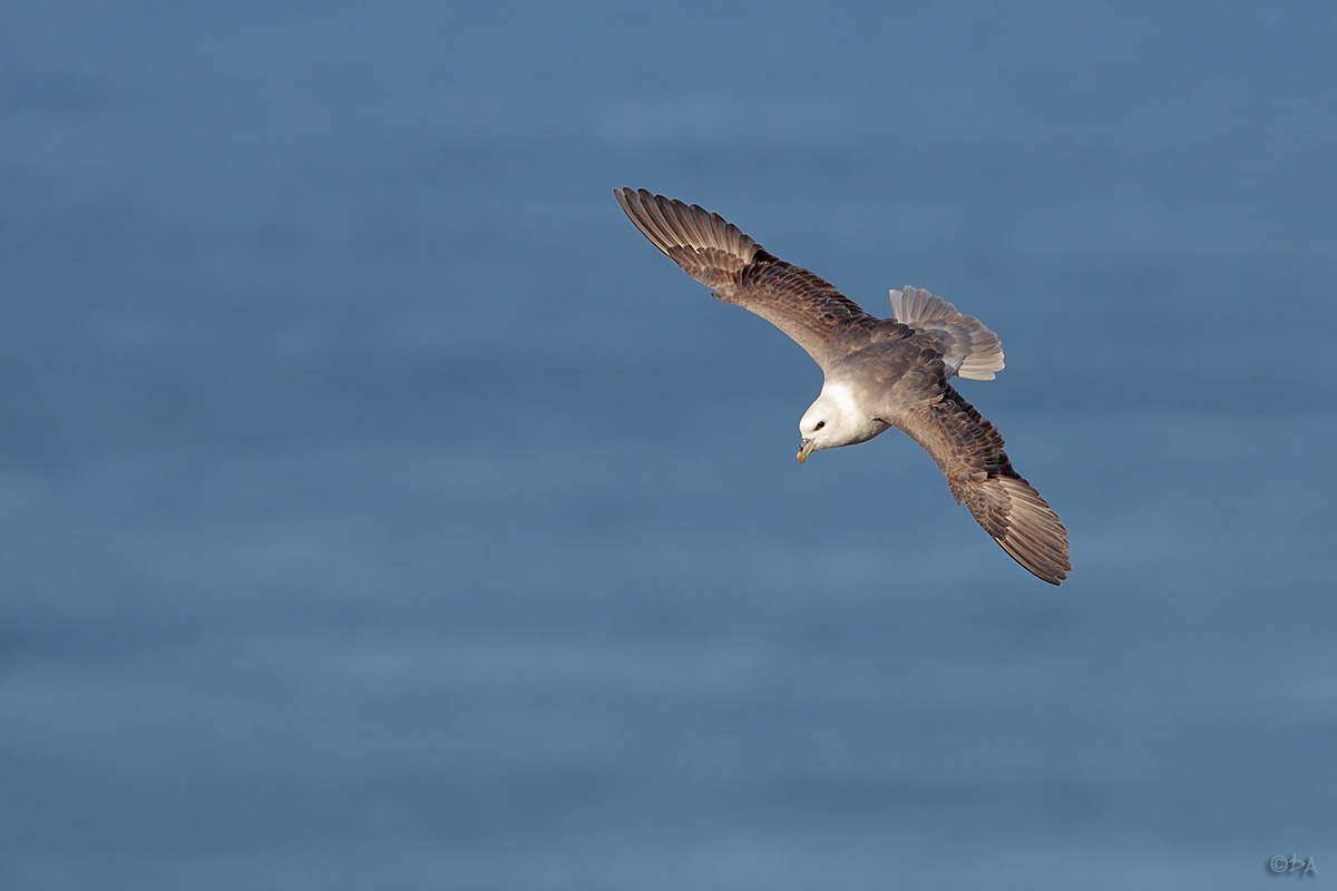 Eissturmvogel