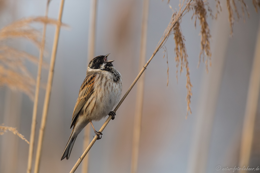 Rohrspatz