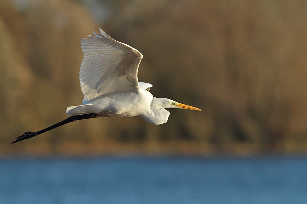 Silberreiher im Flug