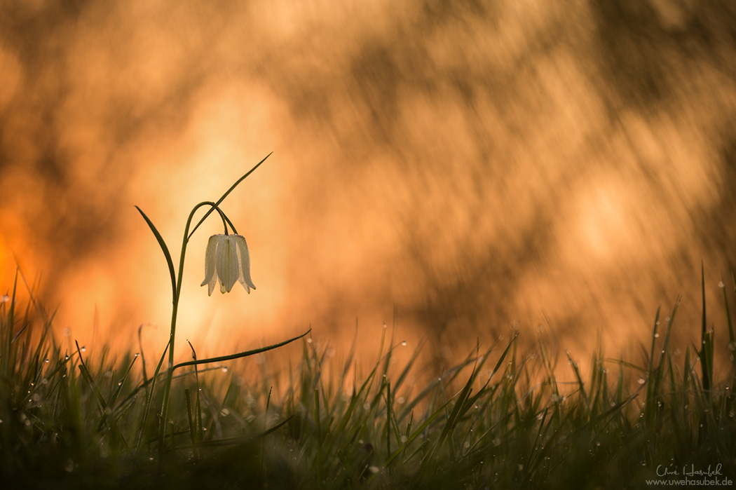 Schachbrettblume im ersten Morgenlicht