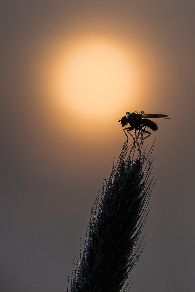 Fiege im Morgentau
