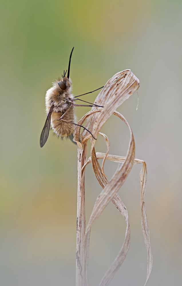 "Bombylius minor"