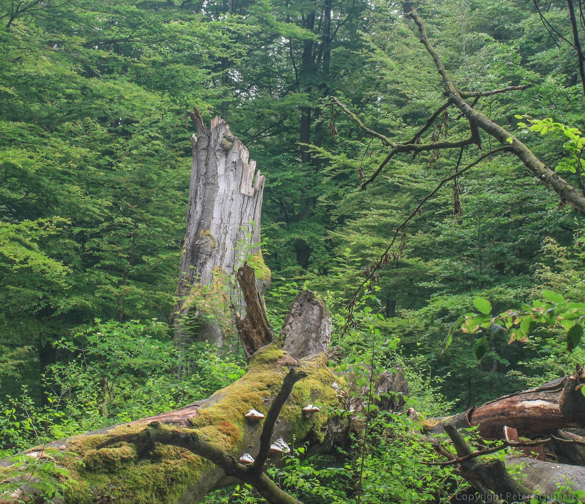 Gefallener Riese im Urwald Sababurg