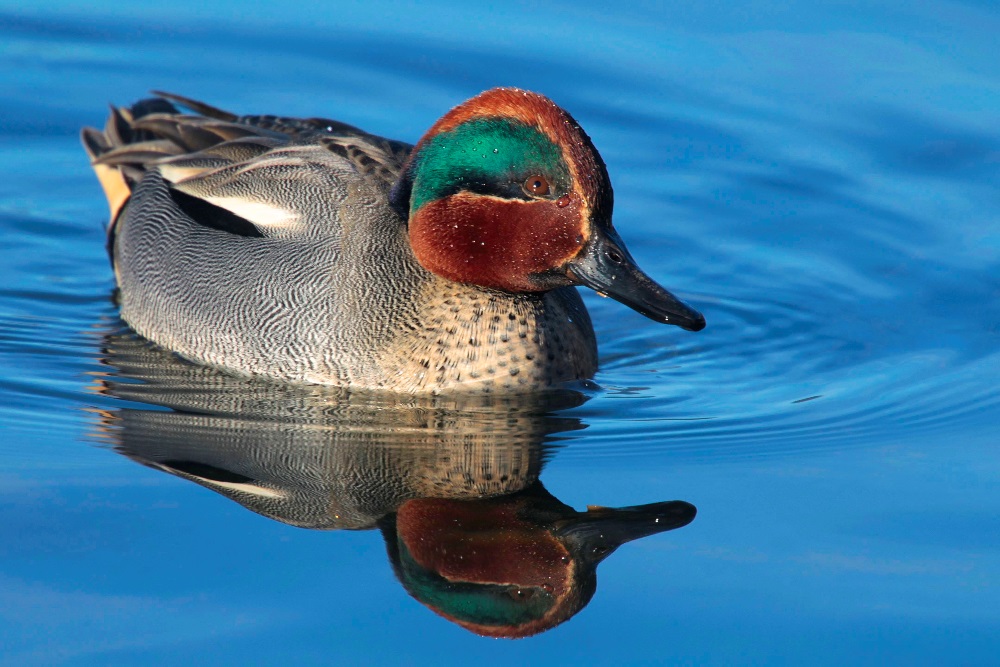 Krickente (Forum für Naturfotografen)