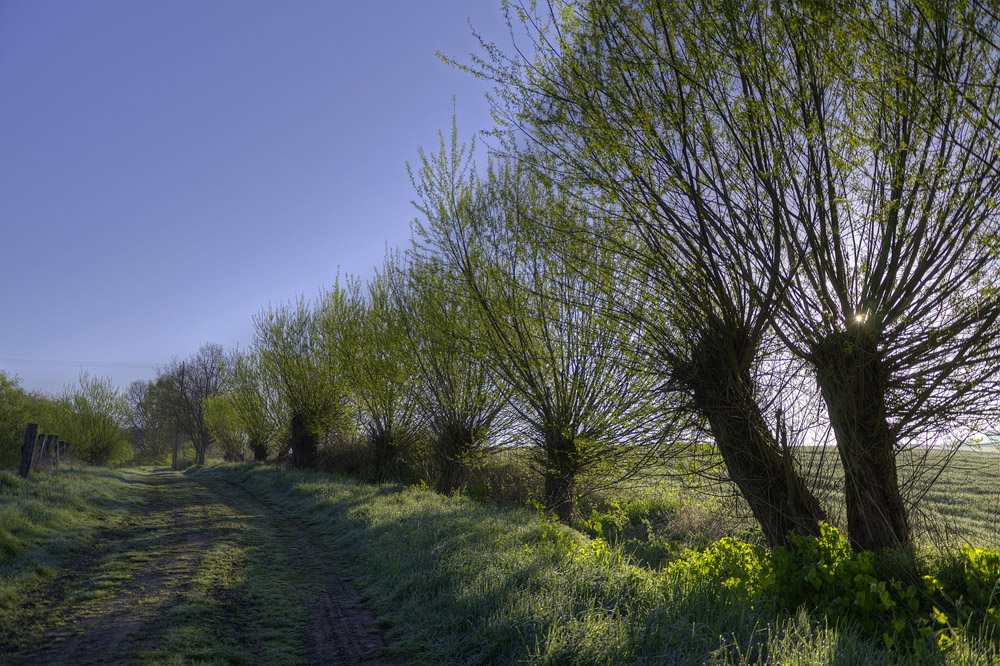 Frostig-Sonnig