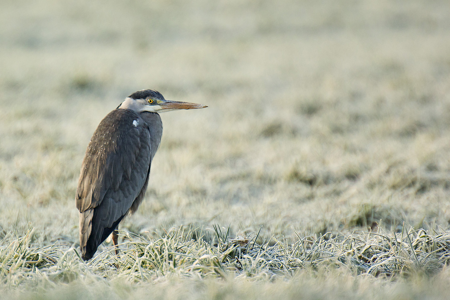 Frostiger Morgen