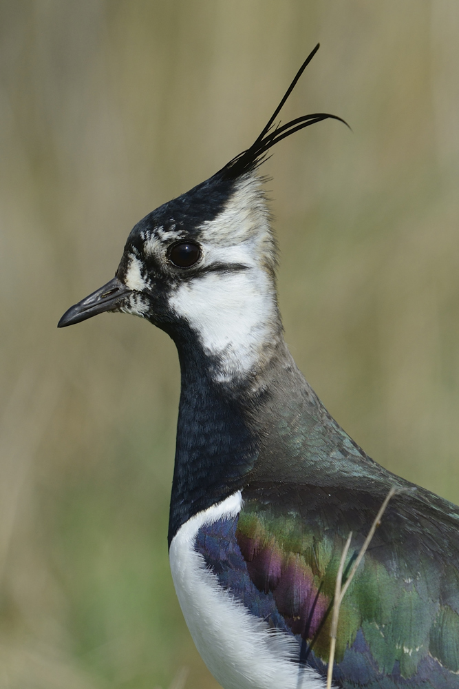 Kiebitz (Vanellus Vanellus)