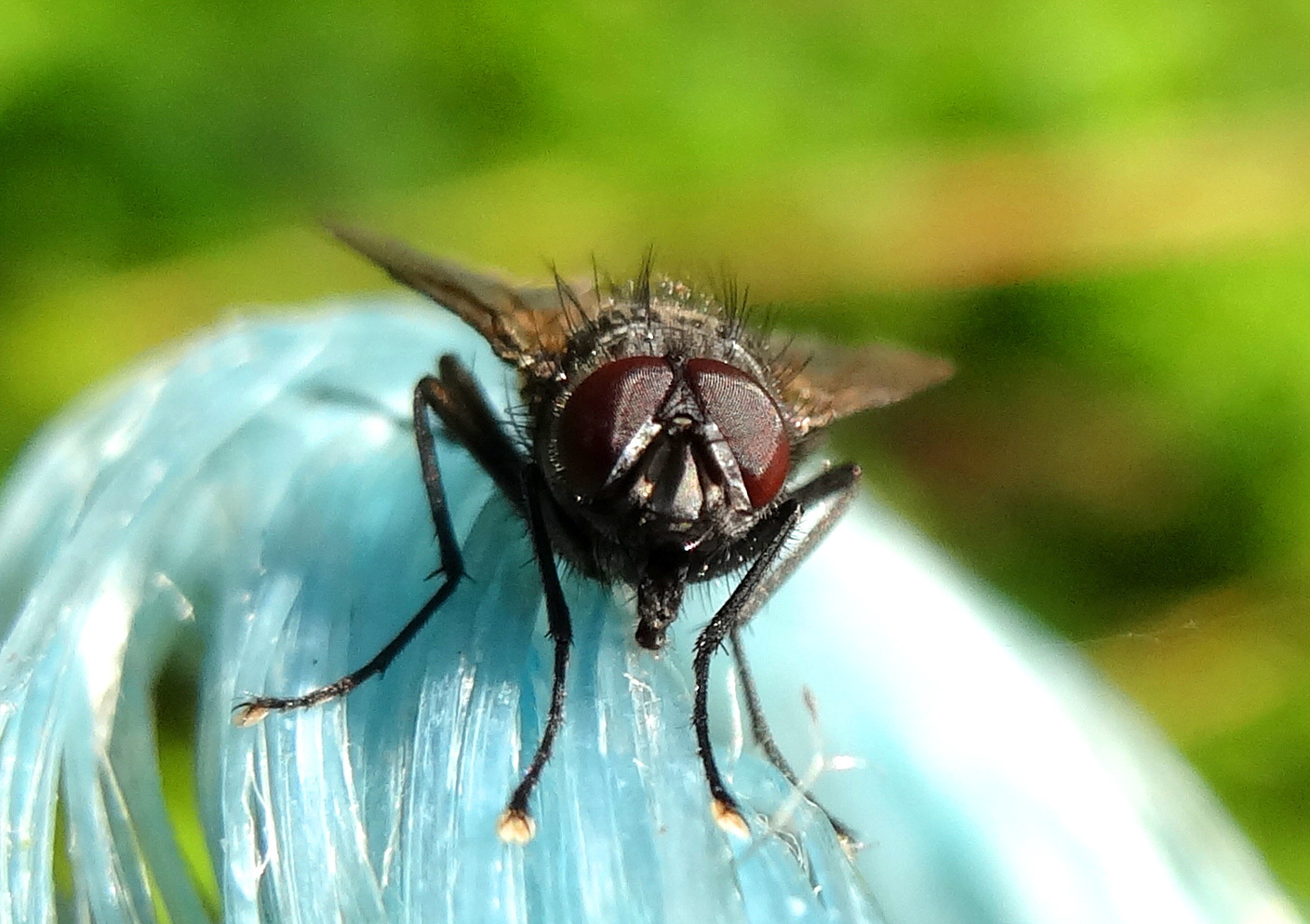 Die Fliege & meine Kompaktkamera